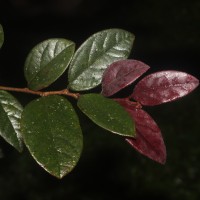 Loropetalum chinense (R.Br.) Oliv.